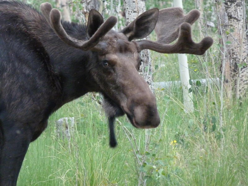 Moose